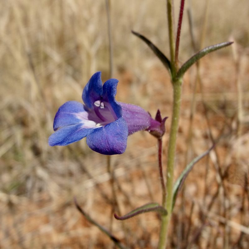 Penstemon dasyphyllus, photographed by Sue Carnahan
