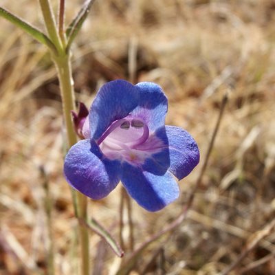 Penstemon dasyphyllus, photographed by Sue Carnahan