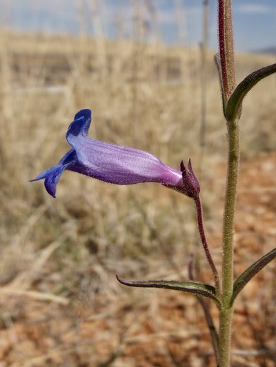 Penstemon dasyphyllus, photographed by Sue Carnahan