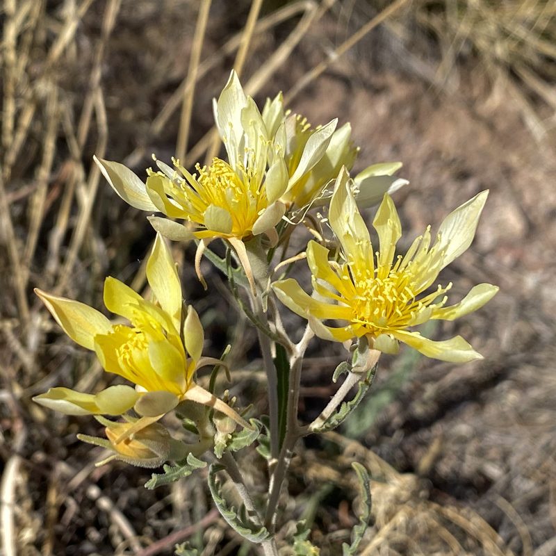 Mentzelia longiloba, photographed by Sue Carnahan