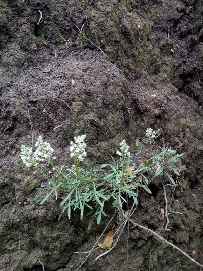 Reseda duriaeana, photographed by Karim Haddad