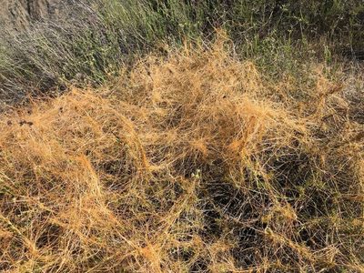 Cuscuta californica, photographed by Amanda Fisher