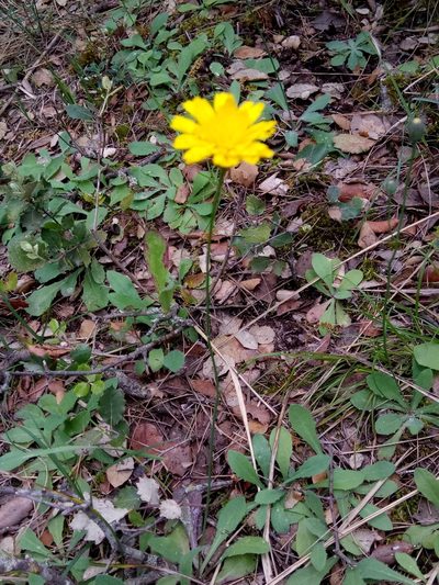 Hypochaeris laevigata, photographed by Karim Haddad