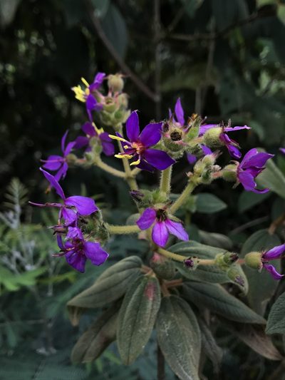 Chaetogastra mollis, photographed by Nicolás Baresch Uribe