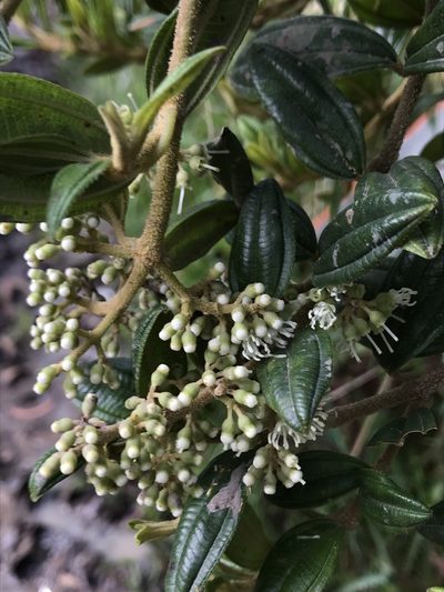 Miconia elaeoides, photographed by Nicolás Baresch Uribe