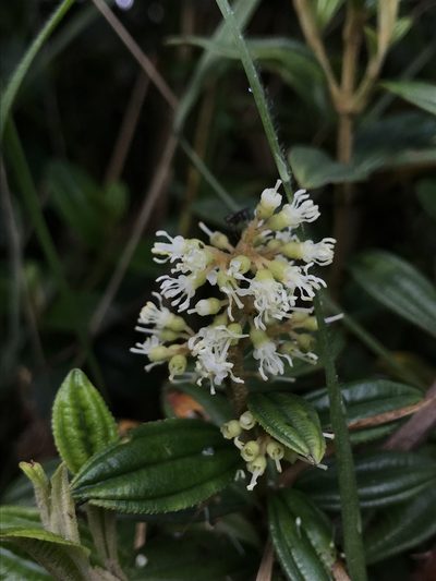 Miconia elaeoides, photographed by Nicolás Baresch Uribe