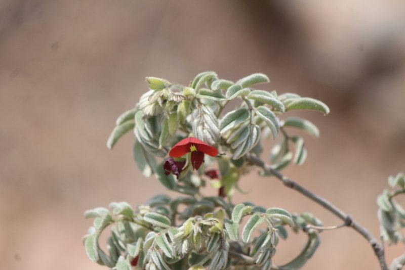 Brongniartia lupinoides, photographed by José Belem Hernández Díaz