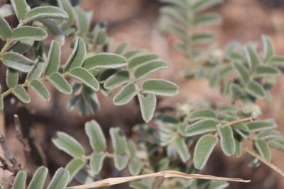Brongniartia lupinoides, photographed by José Belem Hernández Díaz