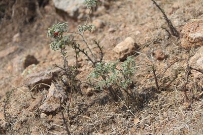 Brongniartia lupinoides, photographed by José Belem Hernández Díaz