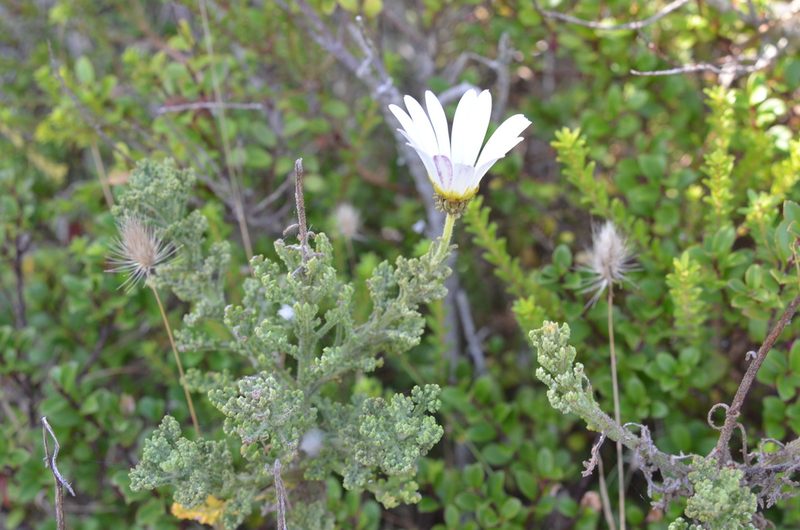 Arctotis aspera, photographed by Charleen Brunke