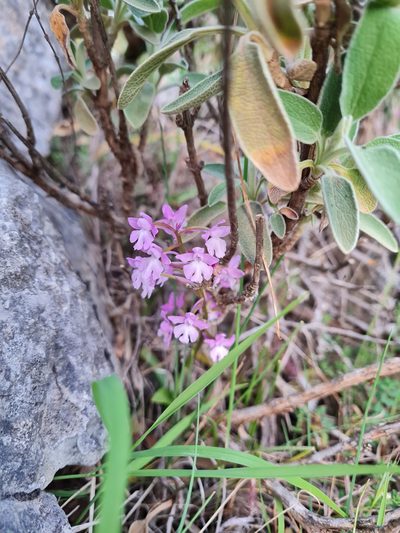Orchis quadripunctata, photographed by Marina_Giann