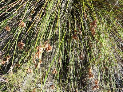 Staberoha cernua, photographed by linkie