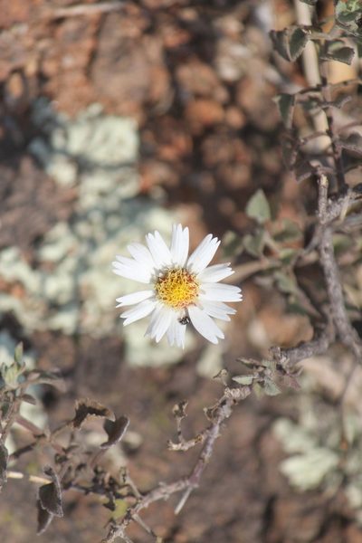 Eutetras pringlei, photographed by José Belem Hernández Díaz