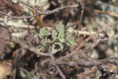 Eutetras pringlei, photographed by José Belem Hernández Díaz