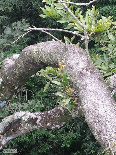 Polystachya sandersonii, photographed by Chris Vynbos