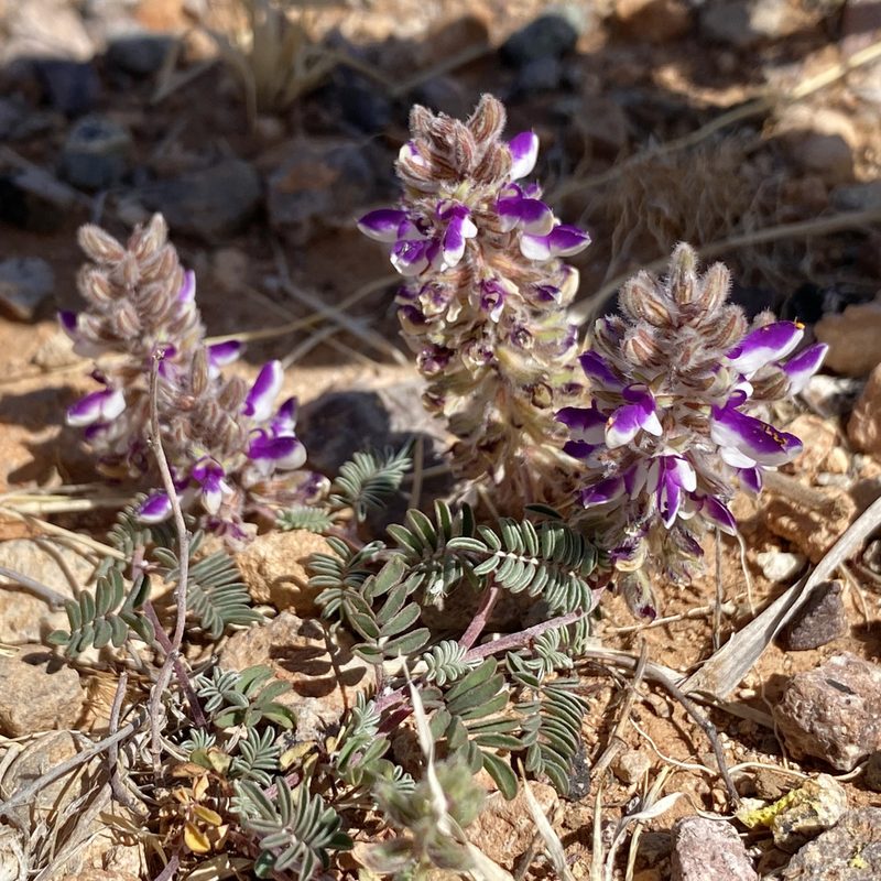 Marina calycosa, photographed by Sue Carnahan