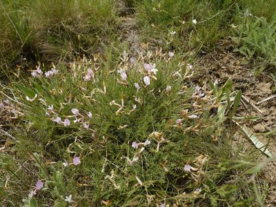 Astragalus corniculatus, photographed by Roman