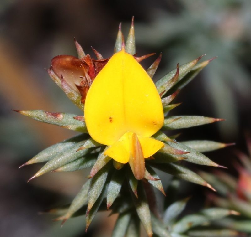 Aspalathus potbergensis, photographed by Brian du Preez