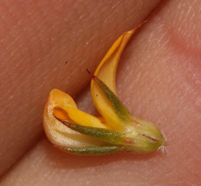 Aspalathus potbergensis, photographed by Brian du Preez