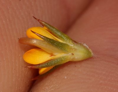 Aspalathus potbergensis, photographed by Brian du Preez