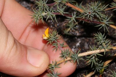 Aspalathus potbergensis, photographed by Brian du Preez