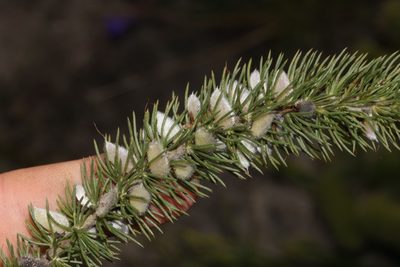 Aspalathus incurvifolia, photographed by Brian du Preez