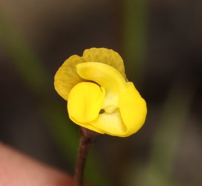 Lebeckia wrightii, photographed by Brian du Preez