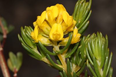 Aspalathus tylodes, photographed by Brian du Preez