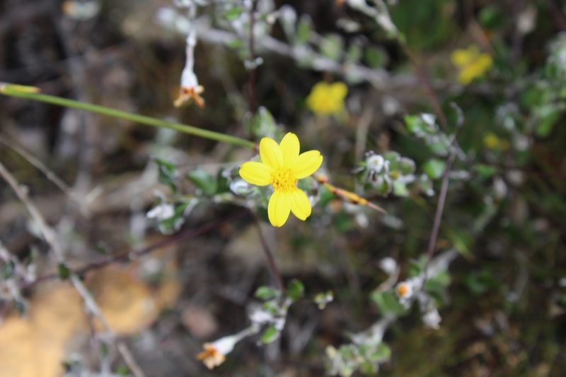 Osteospermum elsieae, photographed by Brian du Preez