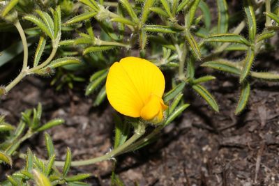 Argyrolobium pachyphyllum, photographed by Brian du Preez