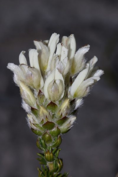 Aspalathus globulosa, photographed by Brian du Preez
