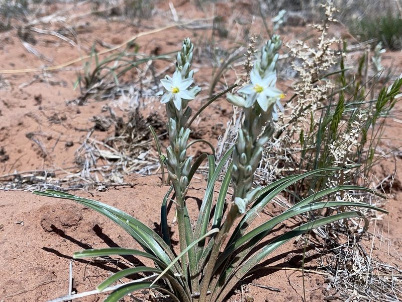 Eremocrinum albomarginatum, photographed by Robbie Hannawacker