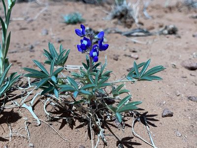 Lupinus pusillus, photographed by Robbie Hannawacker