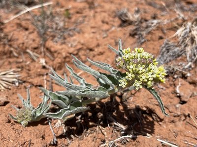 Asclepias involucrata, photographed by Robbie Hannawacker