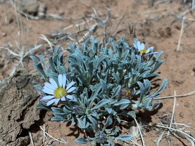 Townsendia incana, photographed by Robbie Hannawacker
