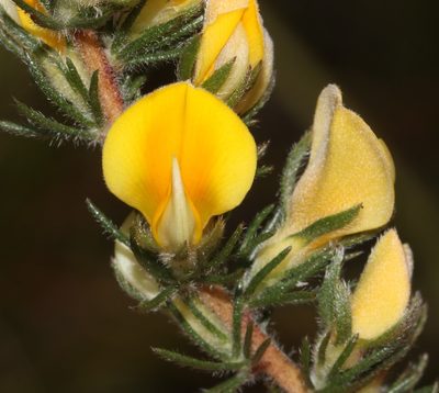 Aspalathus linguiloba, photographed by Brian du Preez