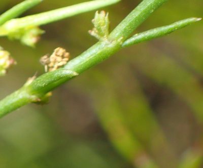 Adenocline pauciflora, photographed by Nicola van Berkel