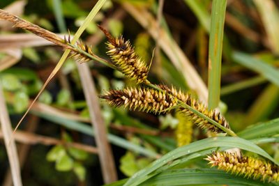 Carex hyalinolepis, photographed by Meghan Cassidy
