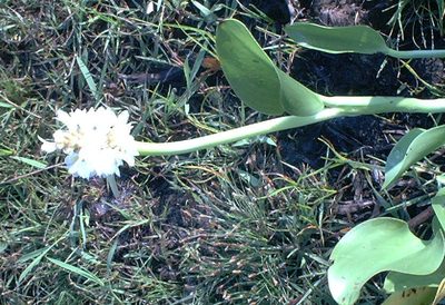 Pontederia reflexa, photographed by Andre Hosper