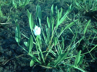 Pontederia reflexa, photographed by Andre Hosper