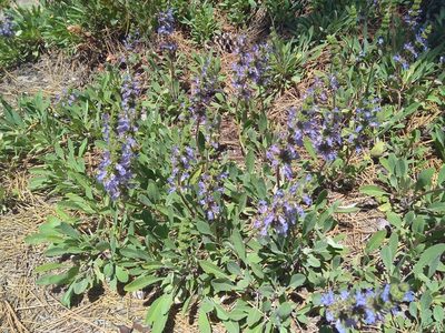 Salvia sonomensis, photographed by calibas