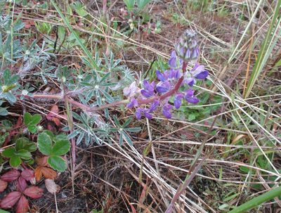 Lupinus littoralis, photographed by sprcrkwild