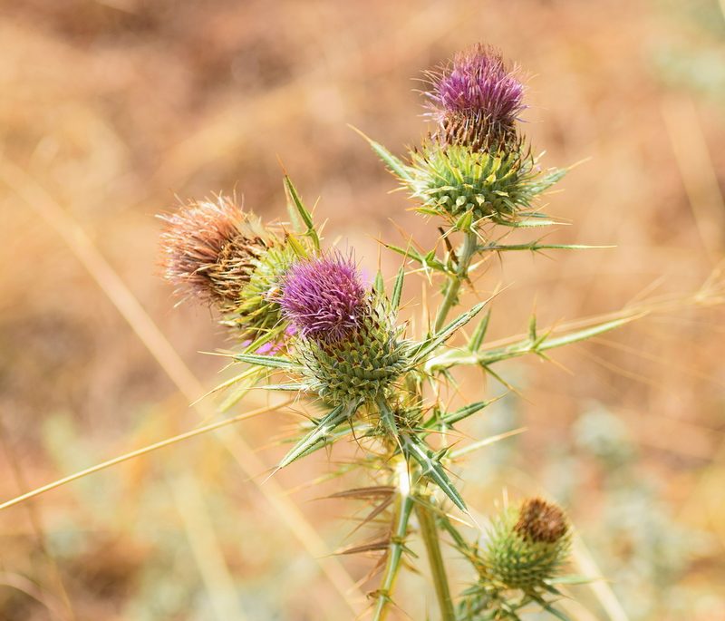 Cirsium ligulare, photographed by Kostas Zontanos