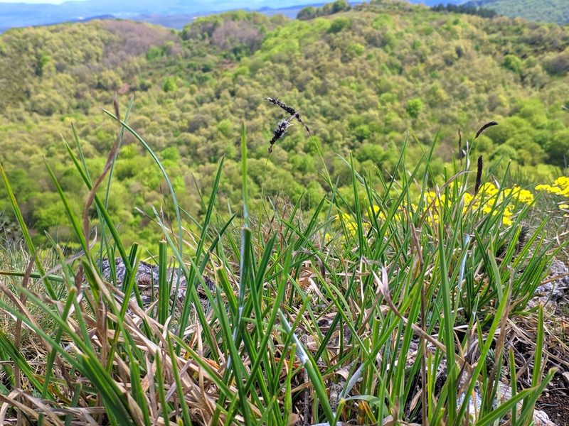 Sesleria argentea, photographed by Denys Vynokurov