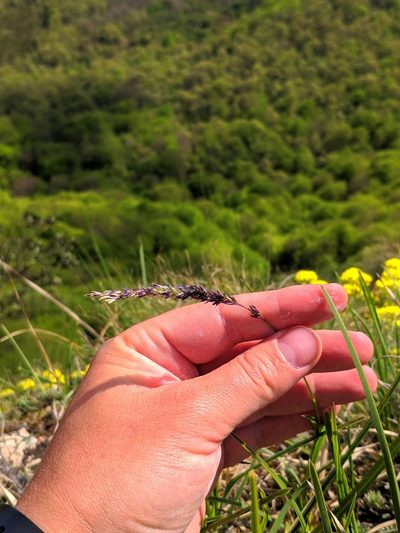 Sesleria argentea, photographed by Denys Vynokurov