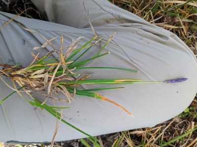 Sesleria argentea, photographed by Denys Vynokurov