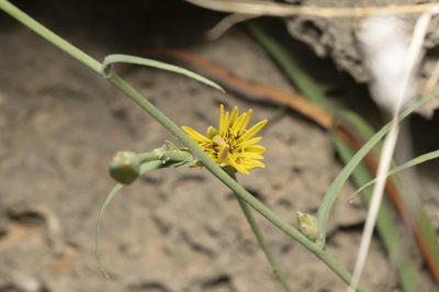 Pseudopodospermum elatum, photographed by Eleftherios Katsillis