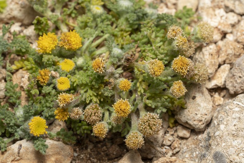 Anthemis rigida, photographed by Eleftherios Katsillis