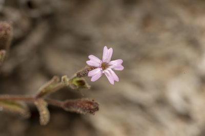 Silene sedoides, photographed by Eleftherios Katsillis