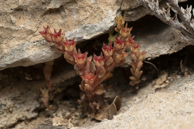 Sedum litoreum, photographed by Eleftherios Katsillis
